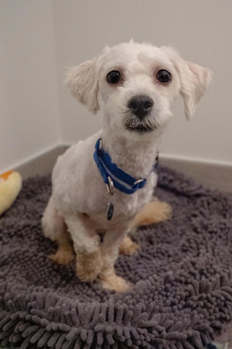 A young small-sized male White / Cream Mixed Breed dog named Comet for adoption in Evanston, IL