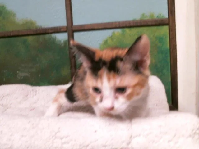 A baby small-sized female Domestic Short Hair cat named Rain for adoption in Houston, TX