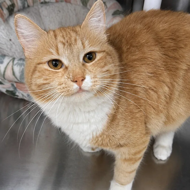 A young medium-sized male Domestic Medium Hair cat named Hercules for adoption in Winchendon, MA