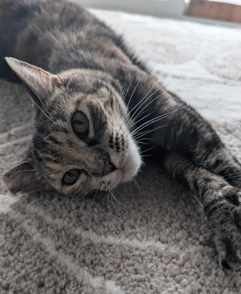 An adult medium-sized female Torbie Domestic Short Hair cat named Fern for adoption in Seattle, WA