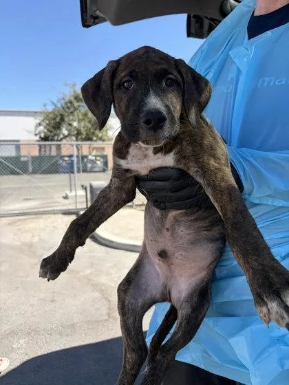 A baby small-sized male Labrador Retriever dog named iShowSpeed for adoption in Fresno, CA