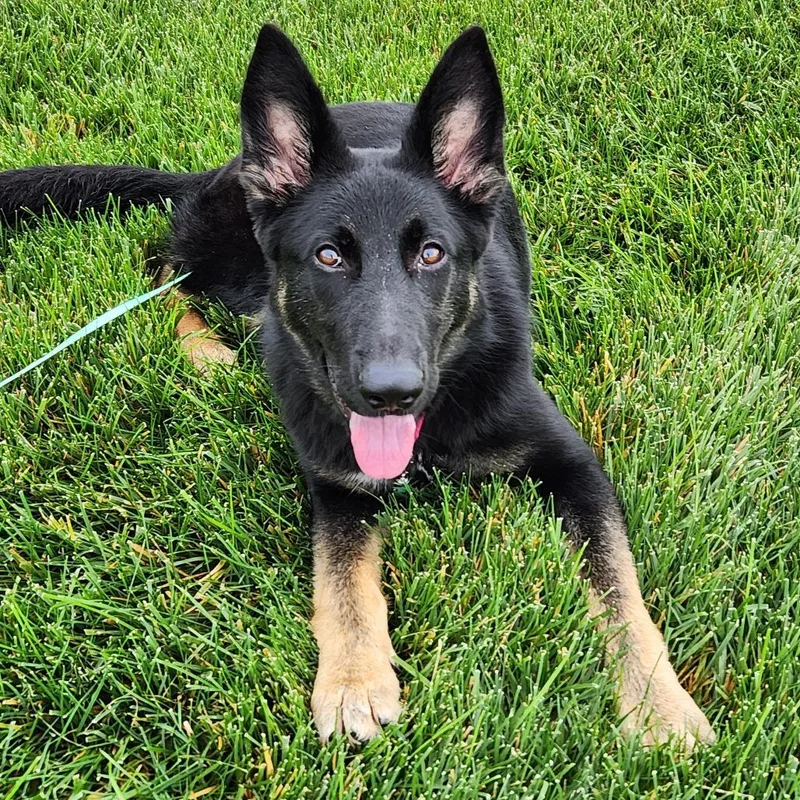 A young medium-sized female German Shepherd Dog dog named Miss Mia for adoption in Van Horne, IA
