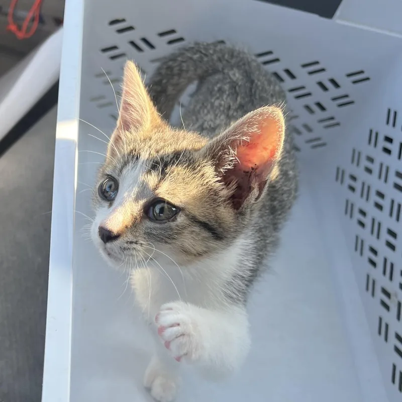 A baby small-sized female Gray / Blue / Silver Domestic Short Hair cat named Flight Attendant for adoption in Greensboro, NC
