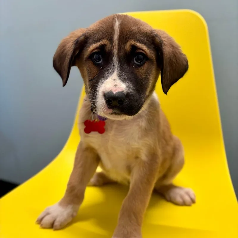 A baby large-sized female Brown / Chocolate Boxer dog named Edna Mode for adoption in Portland, OR