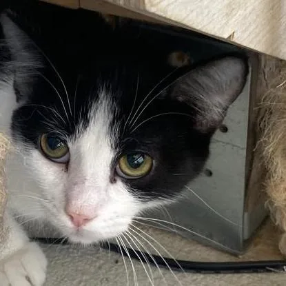 A young small-sized female Black Domestic Short Hair cat named Penelope for adoption in Buffalo, WY