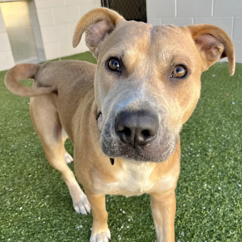 An adult medium-sized male Yellow / Tan / Blond / Fawn Mixed Breed dog named Bruce for adoption in Englewood, FL