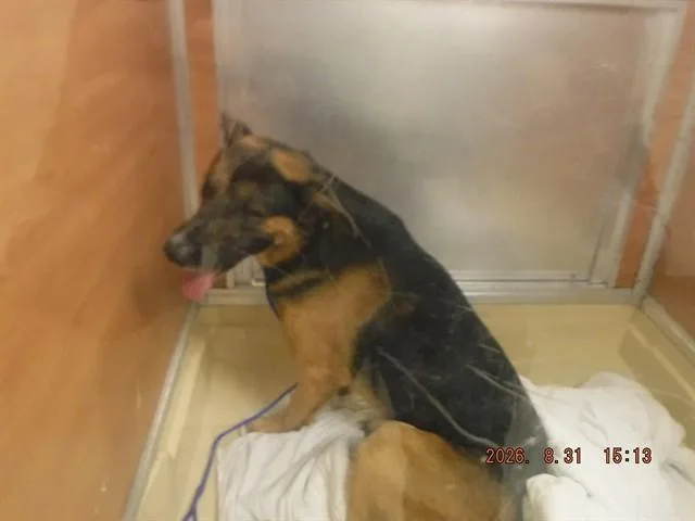 An adult large-sized male German Shepherd Dog dog named Codey for adoption in Miami, FL