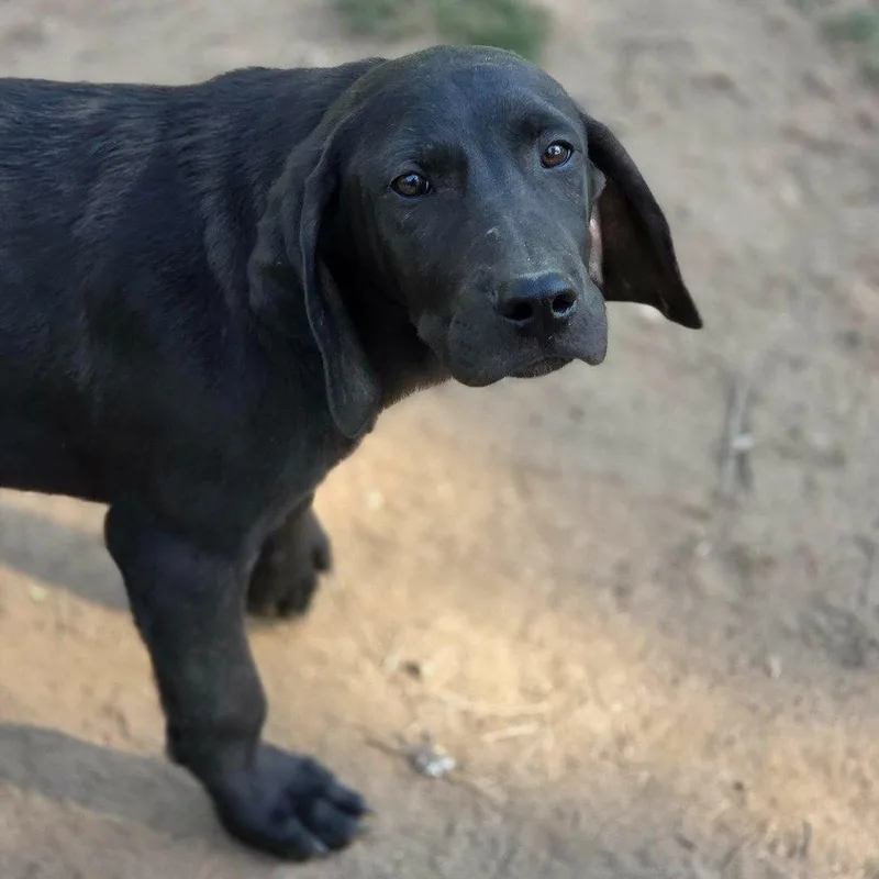 Clampett thumbnail 2