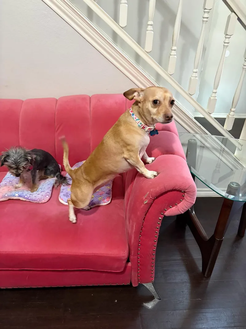 Princess thumbnail 2