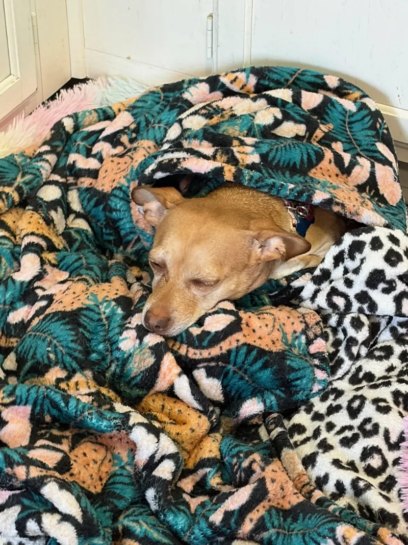 Princess thumbnail 3