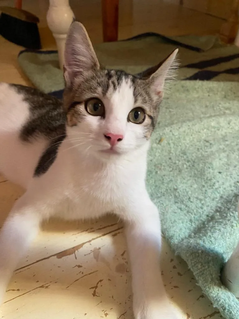 A baby small-sized female Domestic Short Hair cat named Vanilla Bean for adoption in Gorham, ME