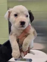 A young large-sized female Australian Shepherd dog named Charlotte for adoption in Kansas City, MO