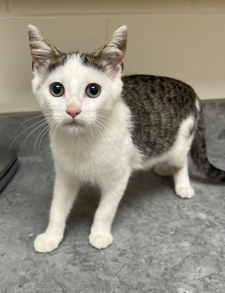 A baby medium-sized male Domestic Short Hair cat named Willy for adoption in Greeneville, TN
