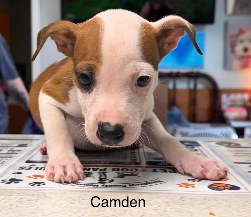 A baby medium-sized male Jack Russell Terrier dog named Camden for adoption in Waverly, TN