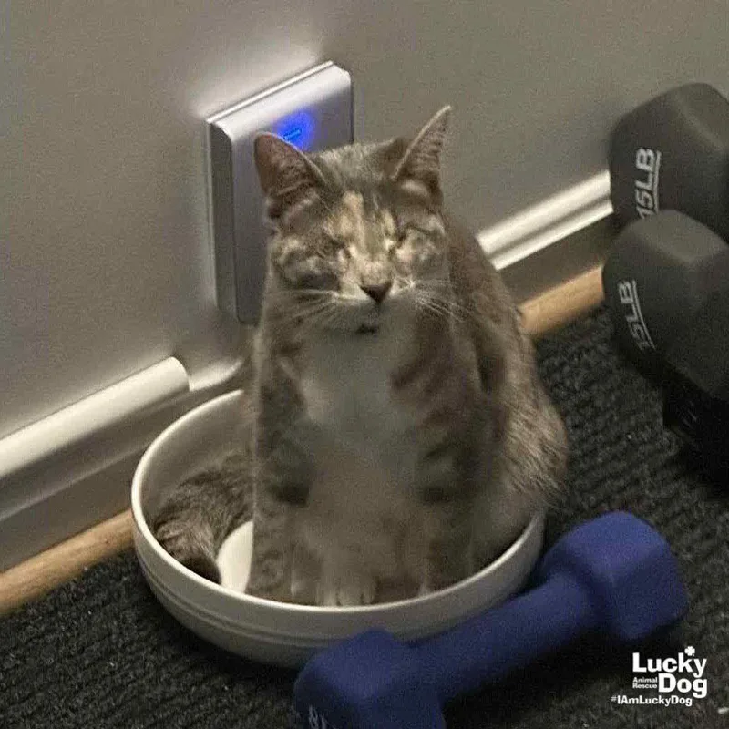 Patches The Cat thumbnail 2