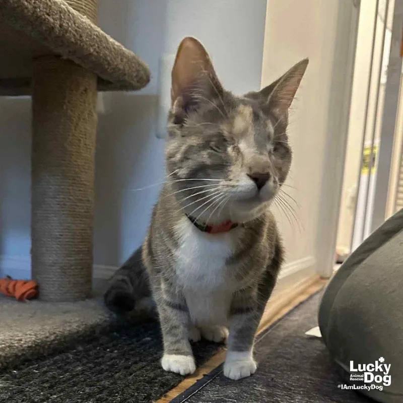 Patches The Cat thumbnail 3