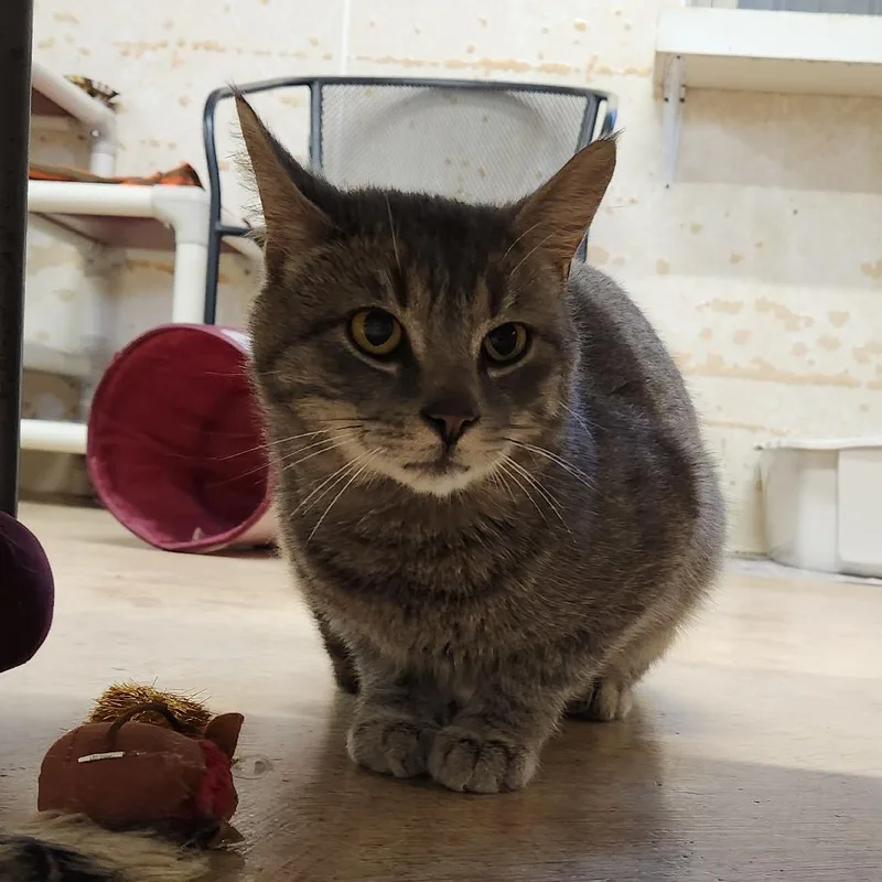 An adult large-sized male Gray / Blue / Silver Domestic Short Hair cat named Cinder for adoption in Delaware, OH