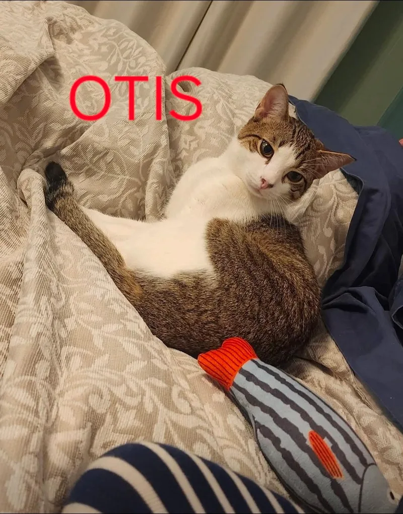 Otis thumbnail 3