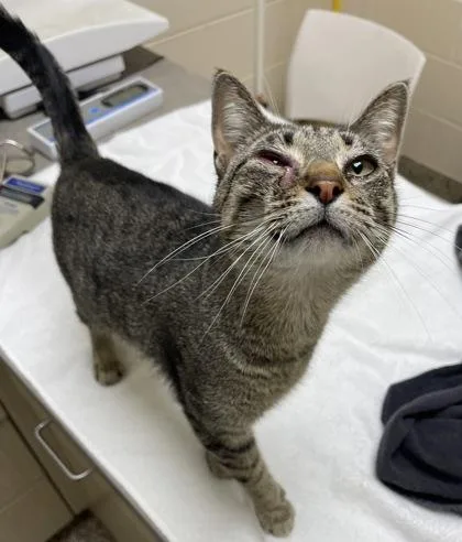 An adult small-sized female Domestic Short Hair cat named Marnie for adoption in Westland, MI