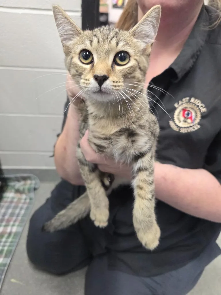 A baby small-sized male Domestic Short Hair cat named Mr. Freeze for adoption in East Ridge, TN
