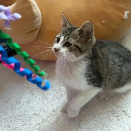 A baby small-sized male Domestic Short Hair cat named Ruger for adoption in Janesville, WI