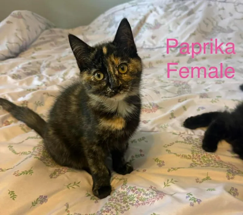 A baby small-sized female Domestic Medium Hair cat named Paprika for adoption in Darien, GA