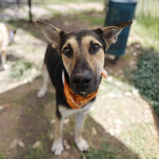 A young medium-sized male Shepherd dog named Pepper for adoption in San Antonio, TX
