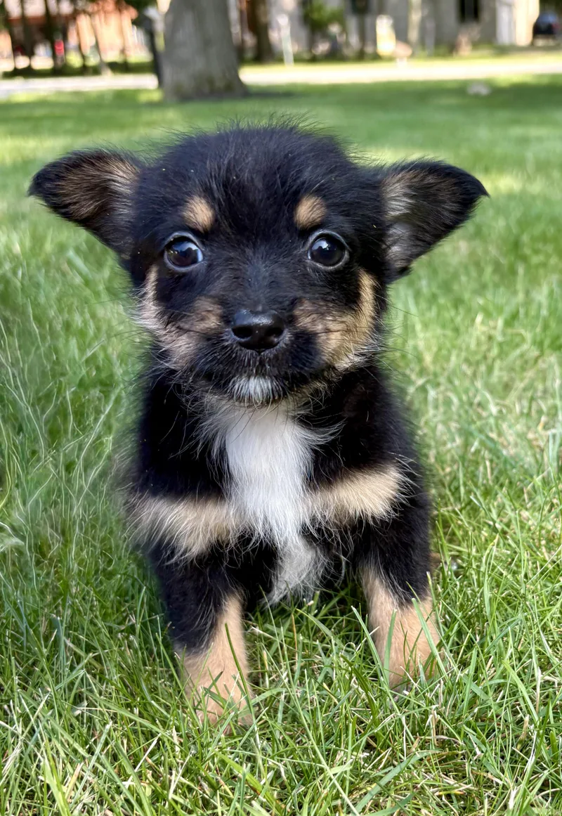 A baby small-sized female Schnauzer dog named Lily for adoption in Chesterfield, MI