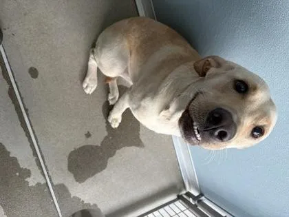 An adult large-sized female Labrador Retriever dog named Daisy for adoption in Fresno, CA