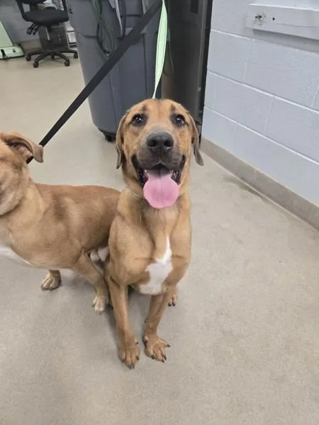 A young medium-sized male Labrador Retriever dog named Lamello for adoption in Millersville, MD