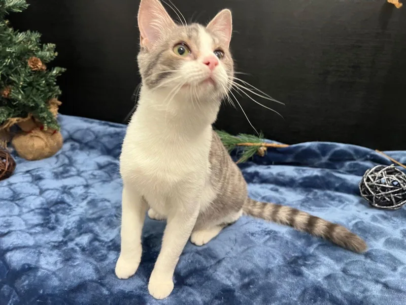 Sunshine thumbnail 3