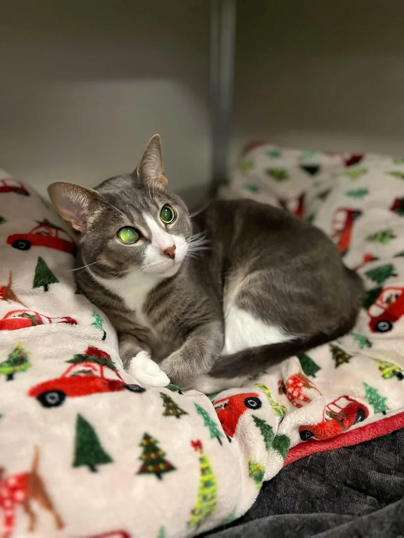 An adult large-sized female Tabby (Gray / Blue / Silver) Domestic Short Hair cat named Sky Blue for adoption in Grayslake, IL