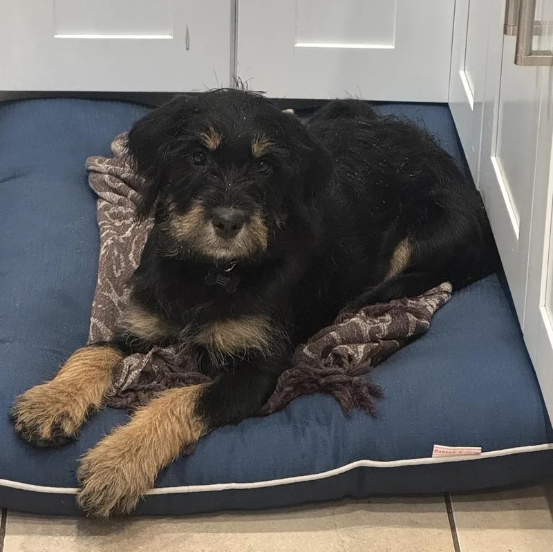 A young large-sized female Goldendoodle dog named Cookie for adoption in Wrightstown, NJ