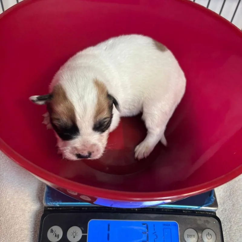 Roux Mardi C thumbnail 2