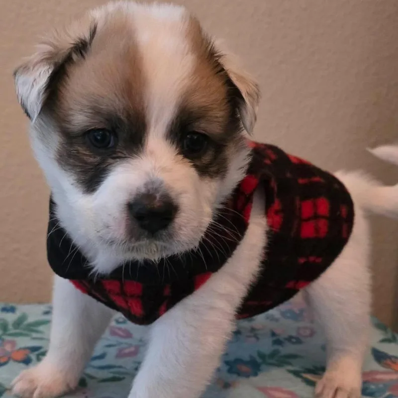 Roux Mardi C thumbnail 3