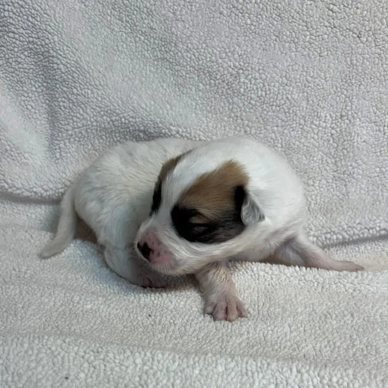 Roux Mardi C thumbnail 4