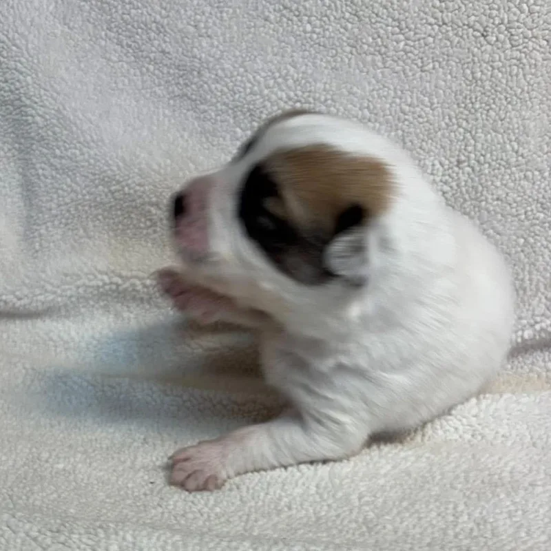 Roux Mardi C thumbnail 5