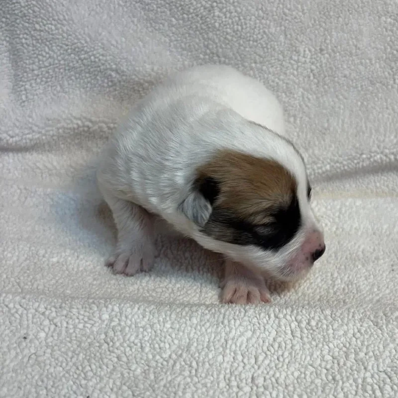 Roux Mardi C thumbnail 6