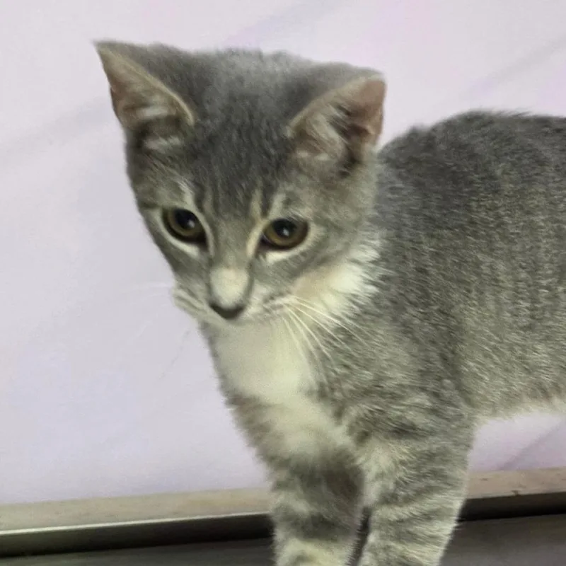 A baby small-sized female Gray / Blue / Silver Domestic Short Hair cat named Wynonna for adoption in Grinnell, IA