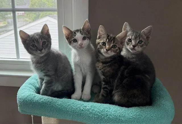 A baby medium-sized male Domestic Short Hair cat named The Under the Sea for adoption in Greenville, DE