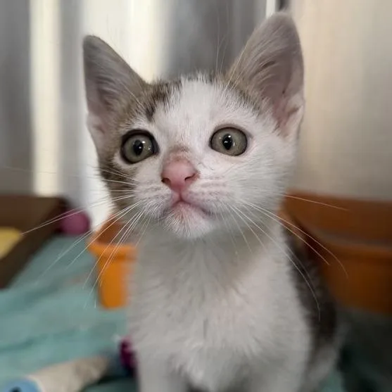 A baby small-sized male Domestic Short Hair cat named Red Card for adoption in Los Angeles, CA