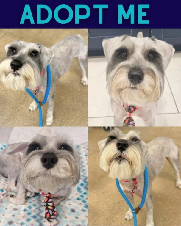 A young small-sized male Gray / Blue / Silver Schnauzer dog named Sterling for adoption in Boulder, CO