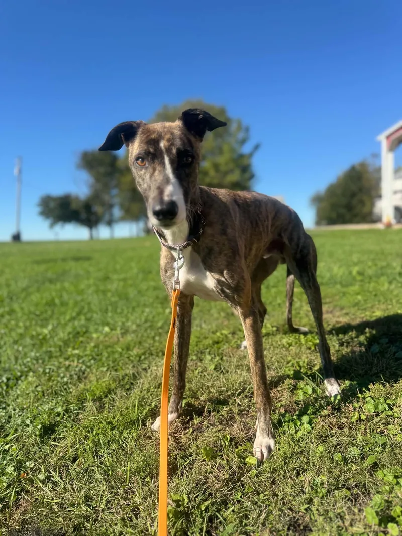 An adult large-sized male Brindle Greyhound dog named Spur for adoption in Indianapolis, IN