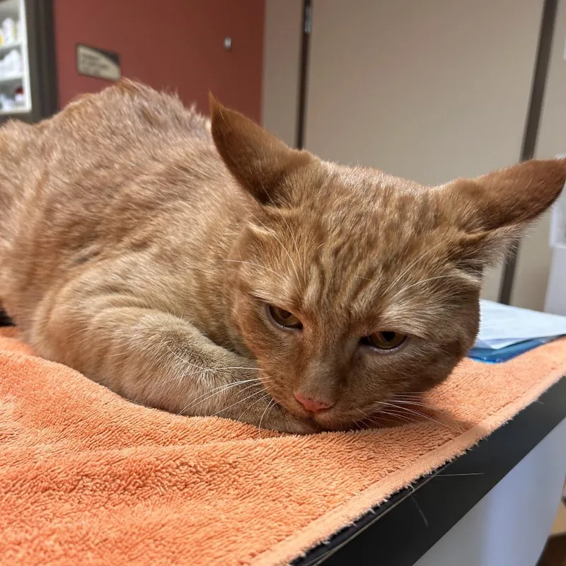 An adult large-sized male Domestic Short Hair cat named Burns for adoption in Flagstaff, AZ