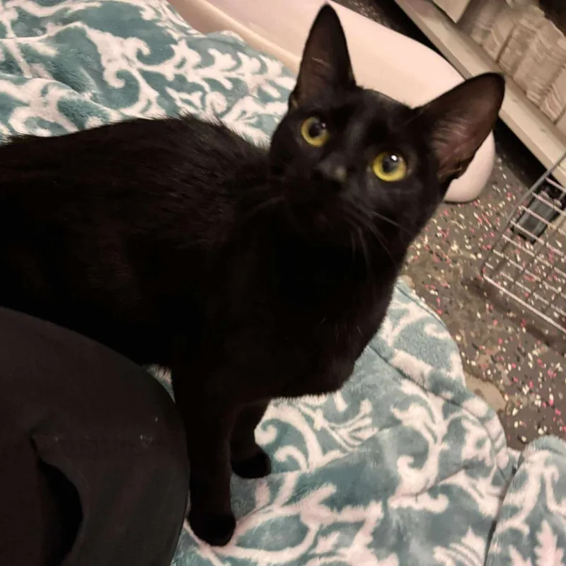 An adult medium-sized female Black Domestic Short Hair cat named Raven for adoption in Wichita, KS