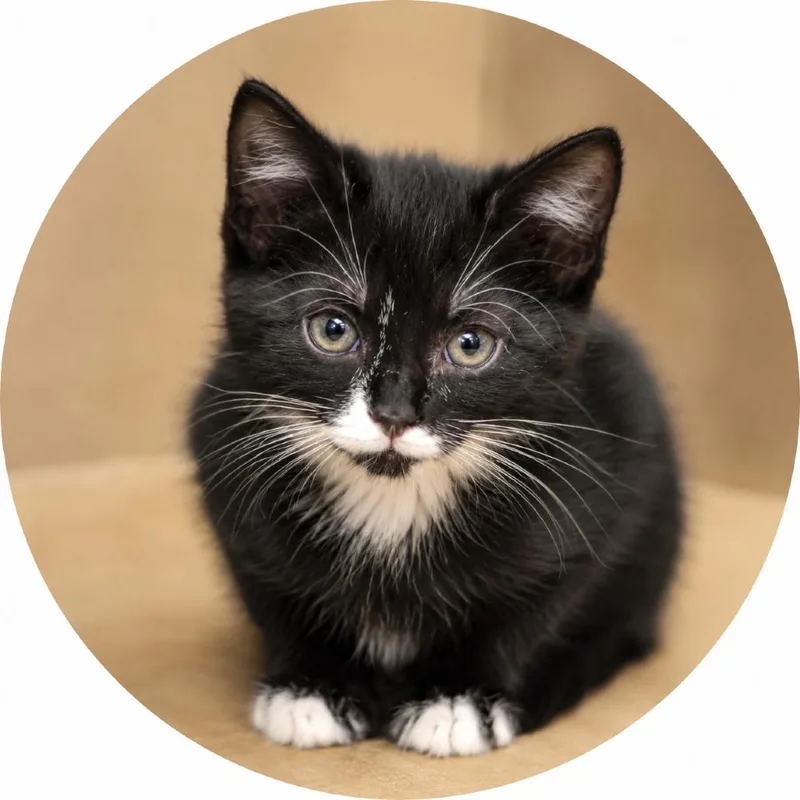 A baby small-sized male Black Domestic Short Hair cat named Tuff for adoption in Wickenburg, AZ