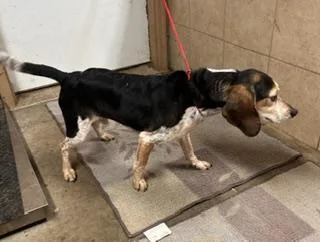A senior small-sized male Beagle dog named Patch for adoption in Denison, IA