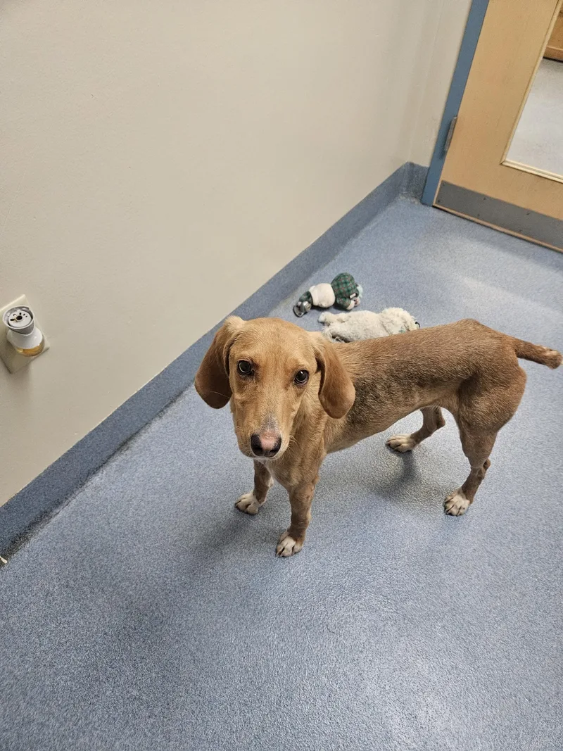 An adult medium-sized female Tricolor (Brown, Black, & White) Hound dog named Qwerty for adoption in Suffolk, VA
