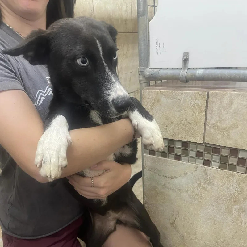 A young small-sized female Black Labrador Retriever dog named Kimchi for adoption in Austin, TX