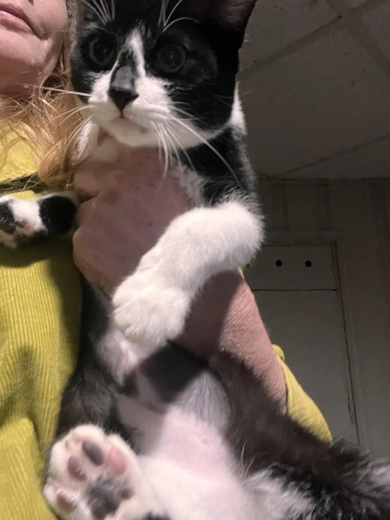 A young medium-sized female Black & White / Tuxedo Domestic Short Hair cat named Aaliyah for adoption in Cleveland, OH
